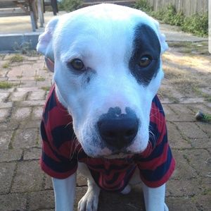 Meet your Posher, Steve